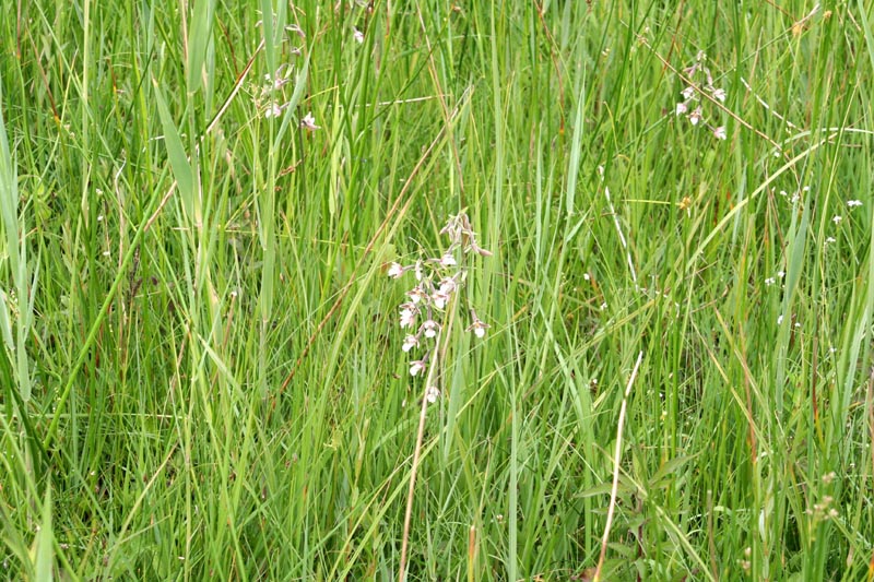 Sumpf Stendelwurz - Sumpf-Stendelwurz Orchidee in Mecklenburg